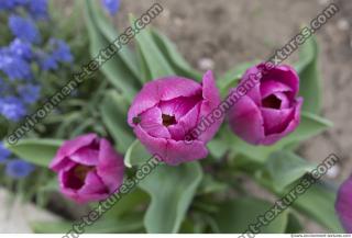 flower tulip 0003